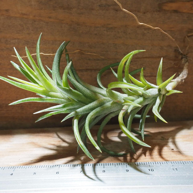 チランジア / ネグレクタ S (T.neglecta) ☆GH01/Feb05 | 常葉植物... チランジア / ネグレクタ S (T.neglecta) ☆GH01/Feb05 | 常葉植物...