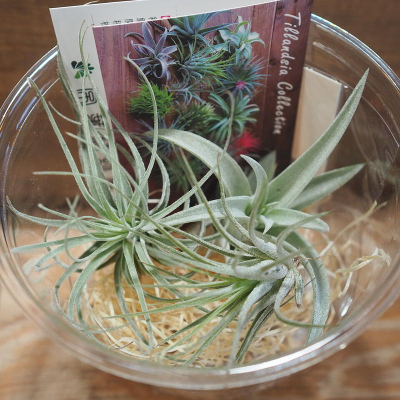 チランジア 入門3点セット Eタイプ Tillandsia E Type 常葉植物