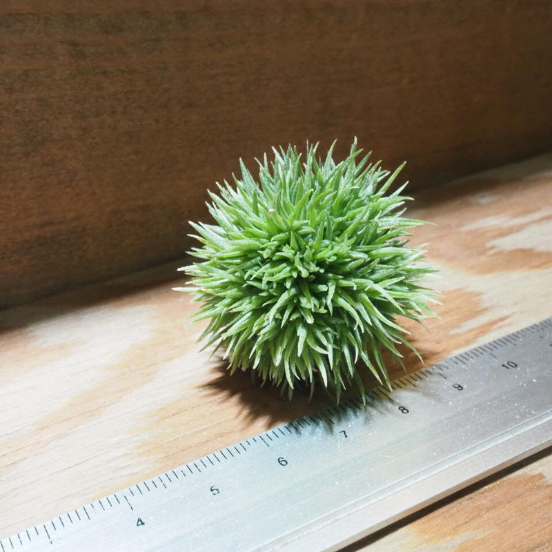 チランジア アエラントス テディベア T Aeranthos Teddy Bear