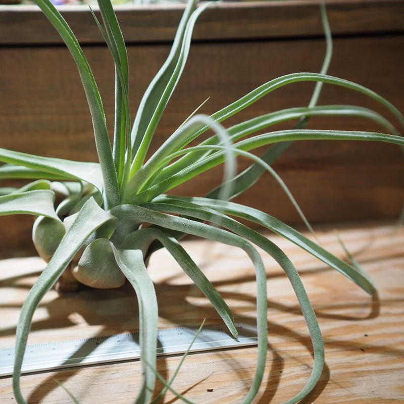 高質で安価 ストレプトフィラ Llサイズ エアープランツ チランジア 豪華 Www Globaldentalcentre Org