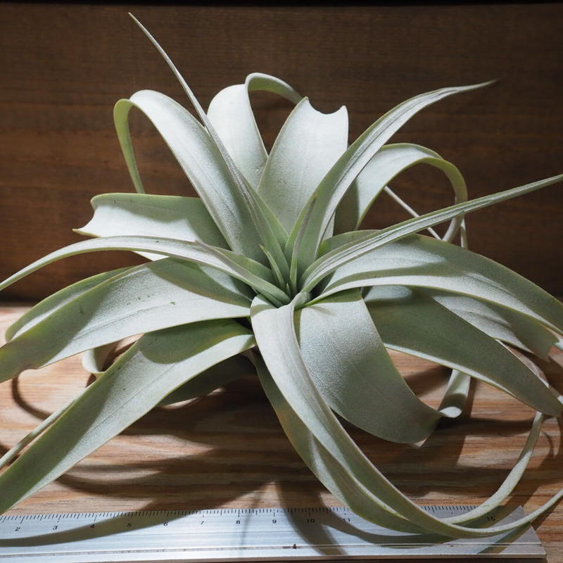 エアプランツ チランジア 6 Tillandsia Xerographica キセログラフィカ 未使用品 キセログラフィカ