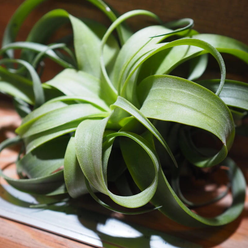 チランジア ストレプトフィラ キセログラフィカ T Streptophylla