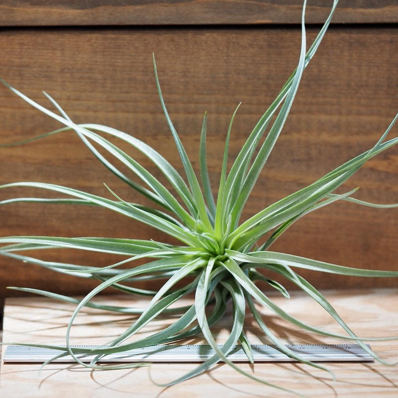 チランジア ストリクタ ギガンティクス T Stricta Giganticus