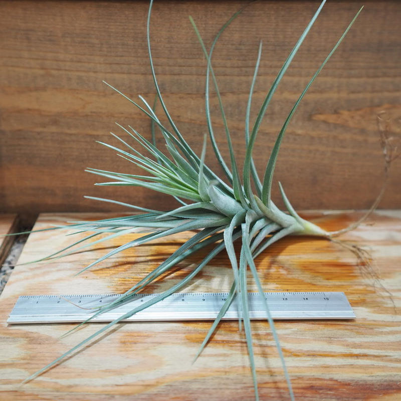 チランジア アエラントス アルボフローラ T Aeranthos Albo Flora チランジア アエラントス アルボフローラ T Aeranthos Albo Flora