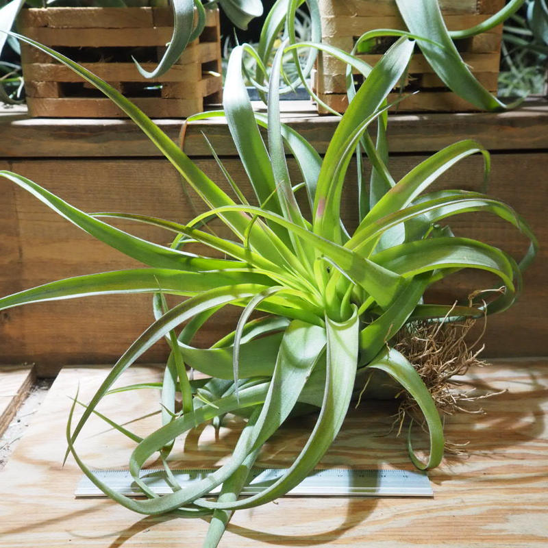 チランジア ストレプトフィラ キセログラフィカ T Streptophylla