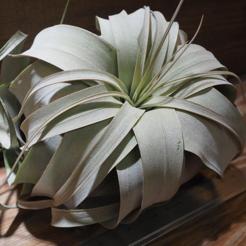 チランジア キセログラフィカ ロングリーフ M T Xerographica Xx0 チランジア キセログラフィカ ロングリーフ M T Xerographica Xx0