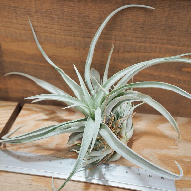 チランジア カピタータ モーブ ｌ T Capitata Mauve A01 A