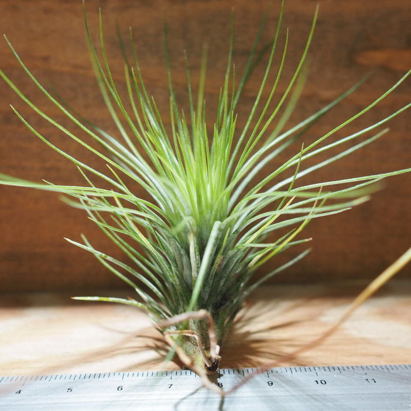 チランジア アンドレアナ フンキアナ T Andreana T Funkiana