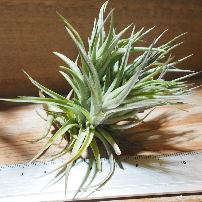 チランジア アエラントス ブロンズ Cl T Aeranthos Bronze