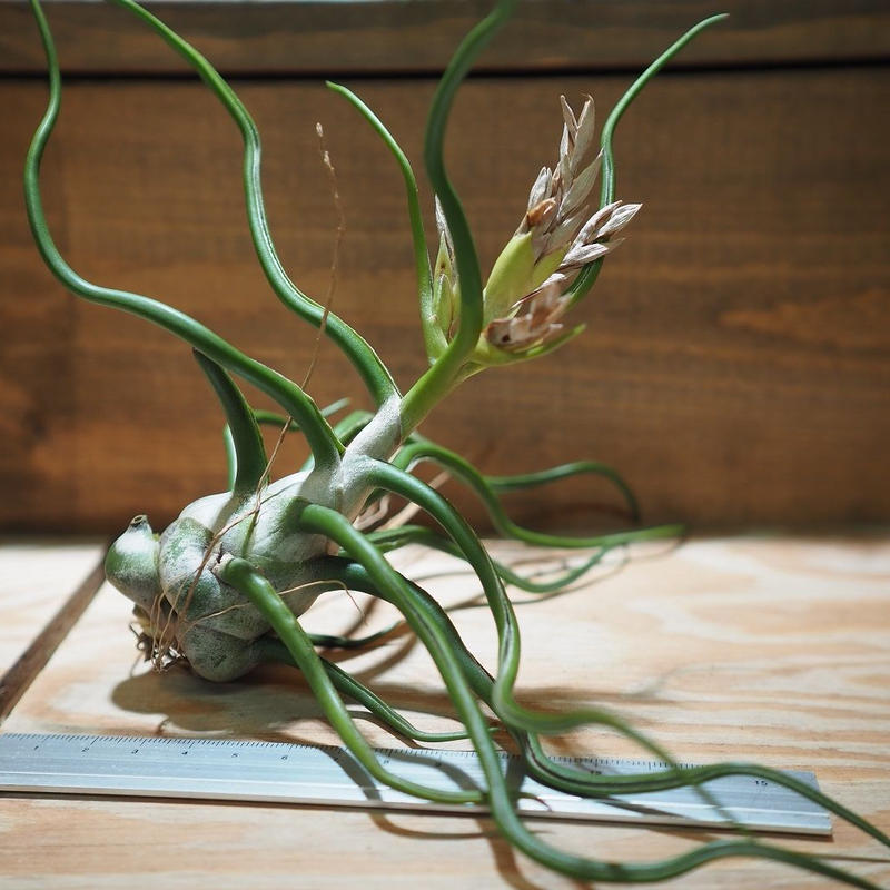 春夏秋冬おさんぽシリーズ Ｅ エアプランツ\nチランジア\n希少\n