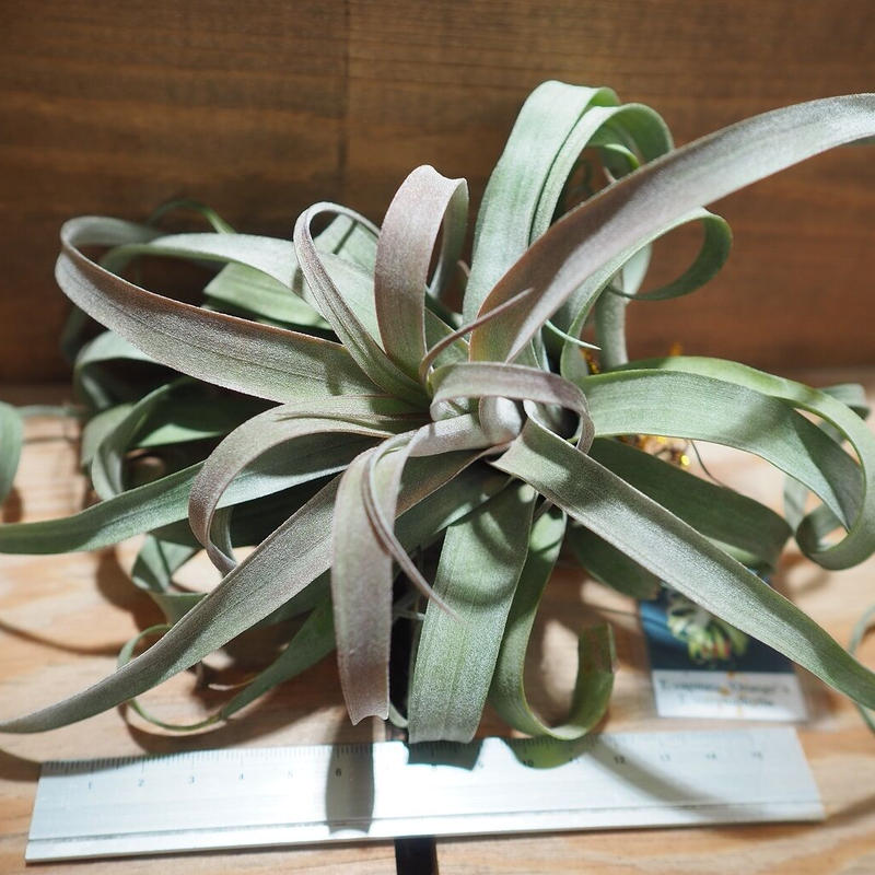 再入荷 チランジア カピタータ トロピフローラ Usa Tillandsia Capitata Tropiflora Usa ティランジア エアプランツ エアープランツ 現品 観葉植物 観葉 植物 珍奇植物 珍奇 珍しい レア 希少 ハンギング 吊るす 吊り下げ インテリア おうち時間 グリーン アート