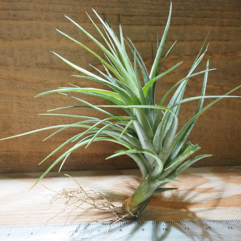 チランジア アエラントス ザ ブラック T Aeranthos The Black