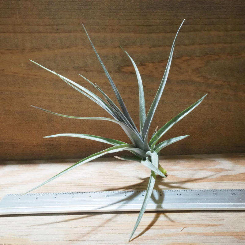 チランジア アエラントス ザ パープル T Aeranthos The Purple