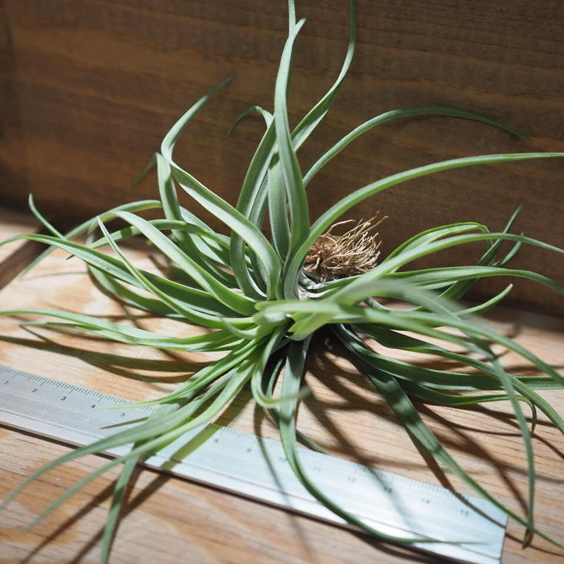 チランジア ベルティナ T Velutina A01 May12 常葉植物園 T