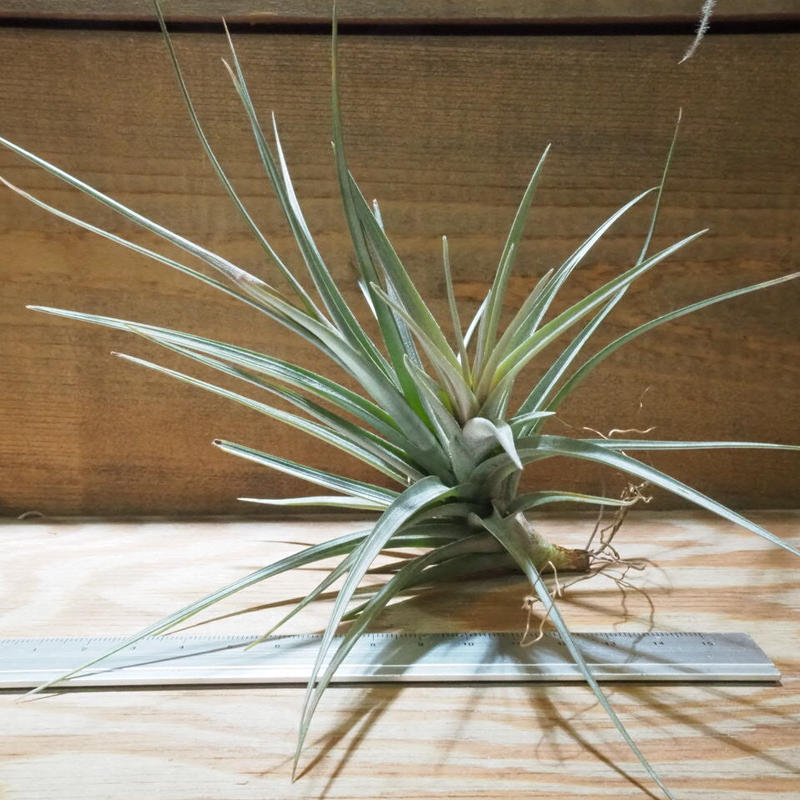 チランジア アエラントス アルボフローラ T Aeranthos Albo Flora