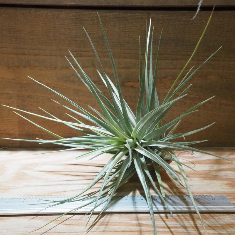 チランジア アエラントス グレイゴースト T Aeranthos Gray Ghost