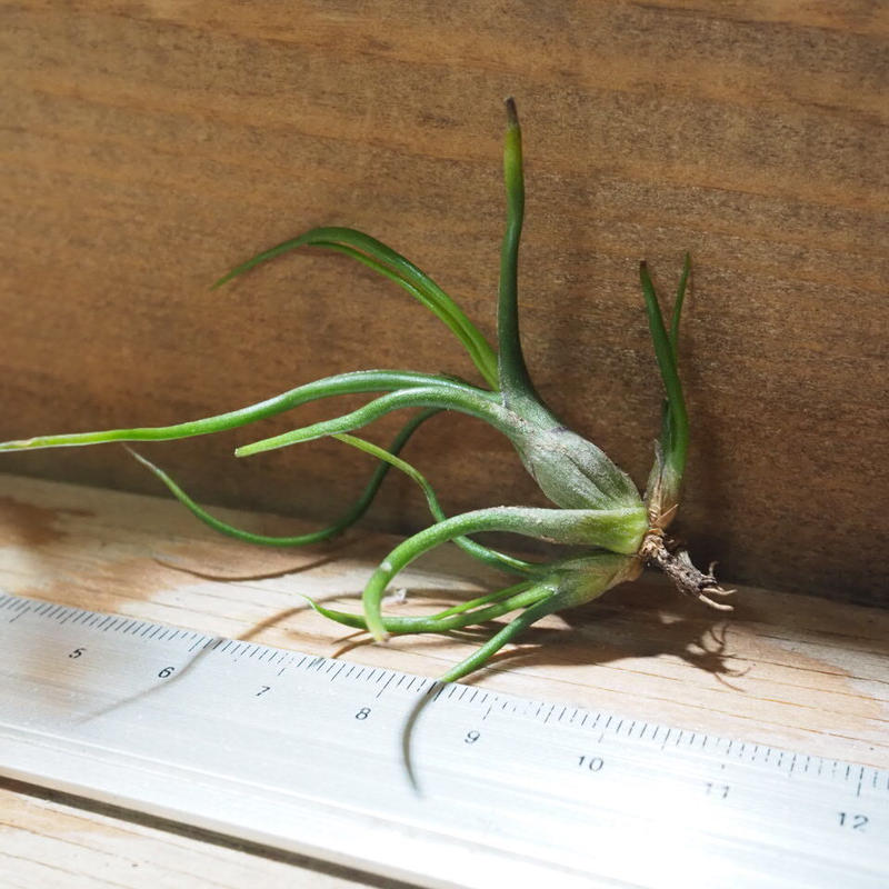 チランジア ブルボーサ ミニブラジル T Bulbosa Mini Brazil