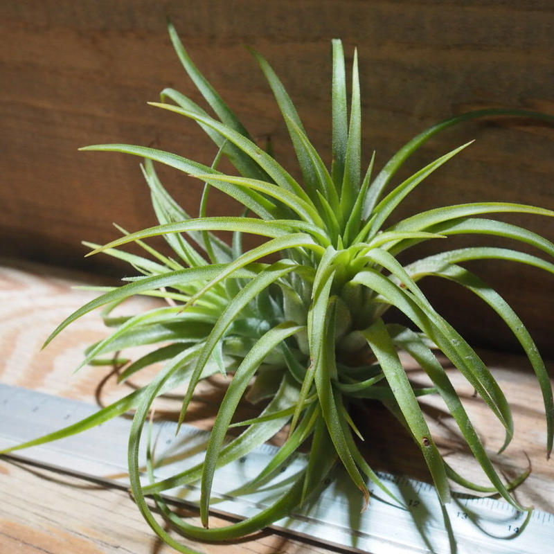 チランジア イオナンタ ルブラ Cl T Ionantha Rubra Ef01