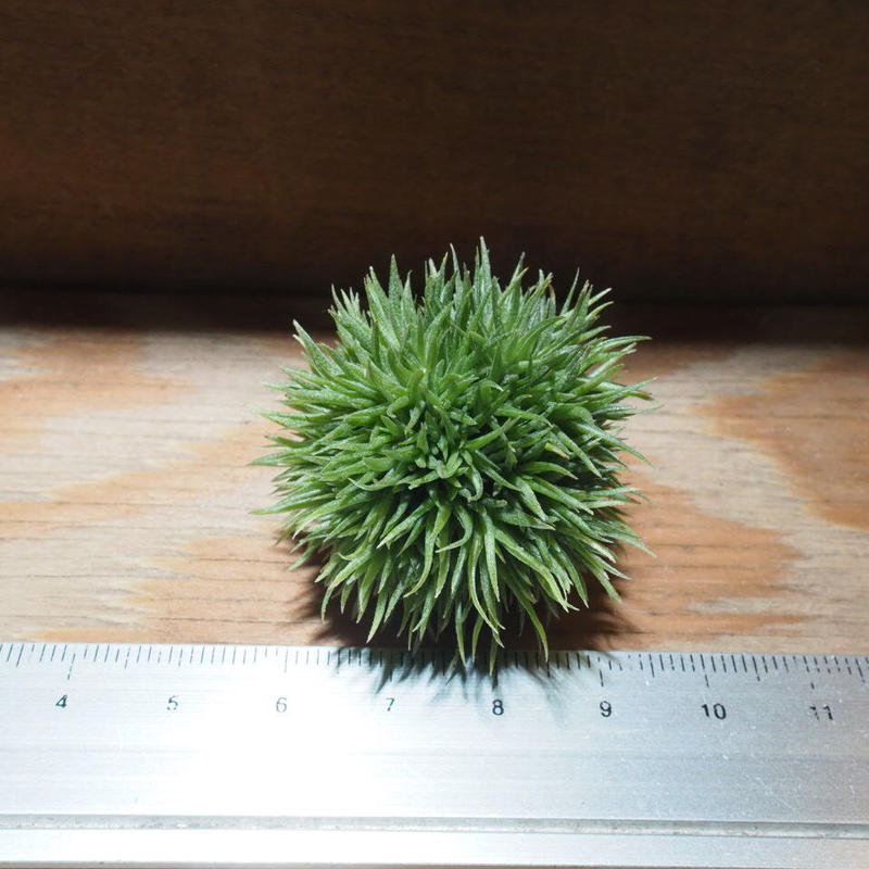 チランジア アエラントス テディベア T Aeranthos Teddy Bear