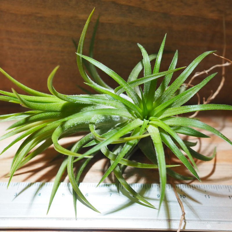 チランジア イオナンタ セレクタ T Ionantha Selecta A01