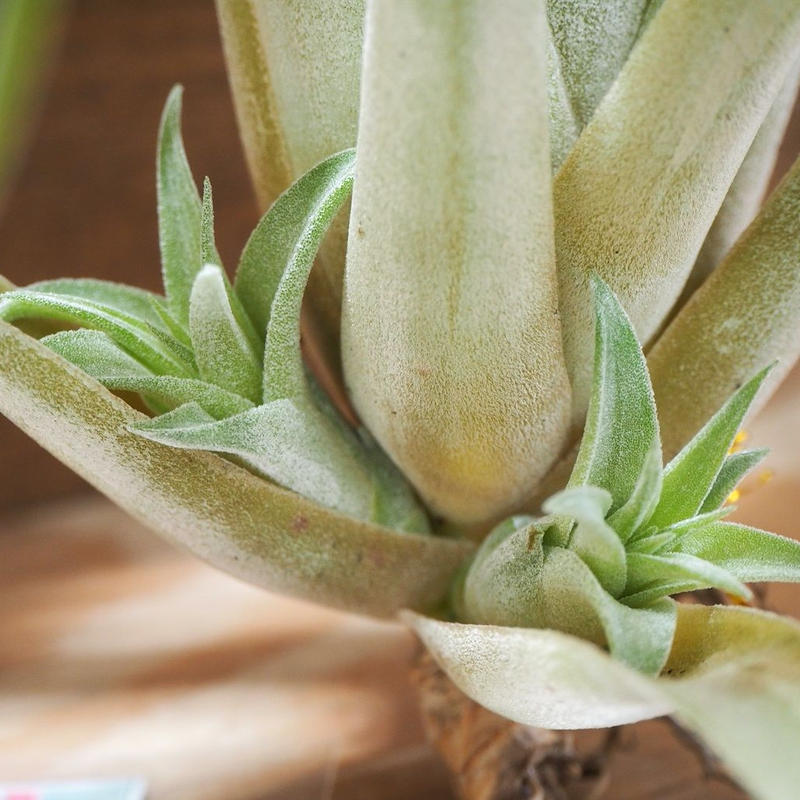 チランジア カピタータ オレンジ イオナンタ T Capitata Orange