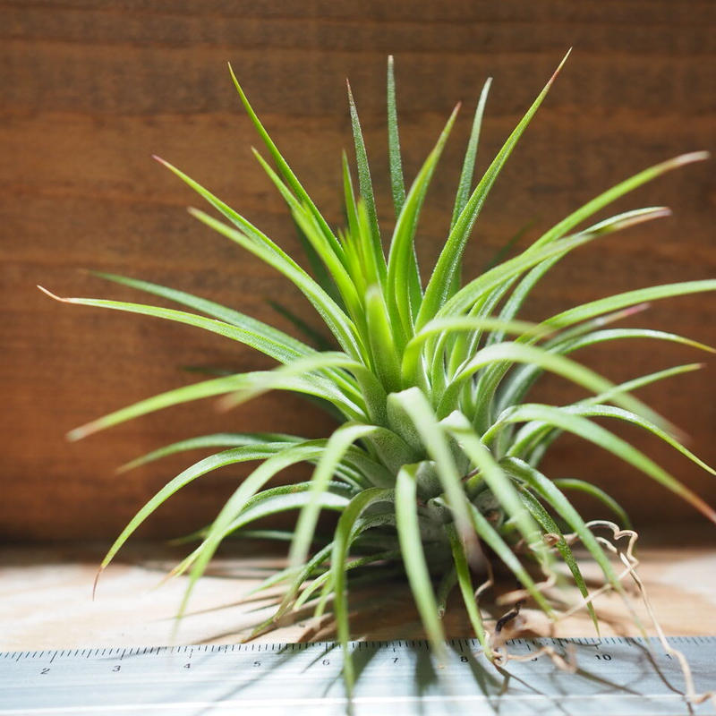 チランジア イオナンタ ルブラ L T Ionantha Rubra A01 J