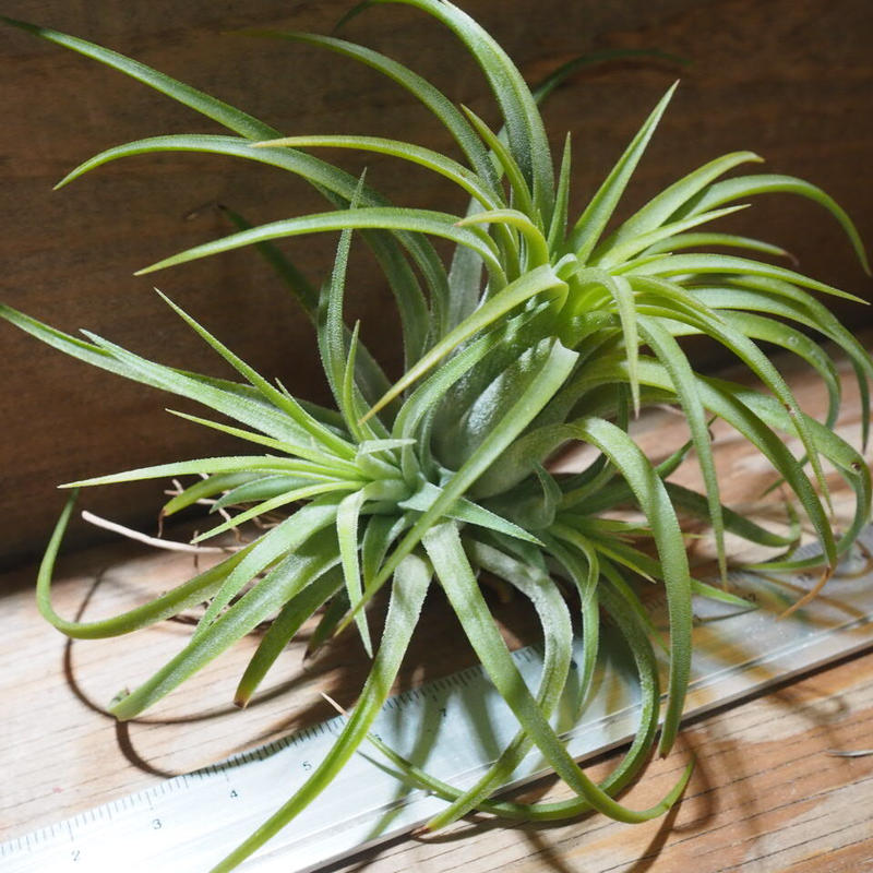 チランジア イオナンタ ルブラ Cl T Ionantha Rubra Ef01 チランジア イオナンタ ルブラ Cl T Ionantha Rubra Ef01