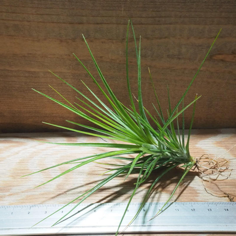 558円 冬バーゲン 特別送料無料 観葉植物 エアープランツ ティランジア カウレッセンス １