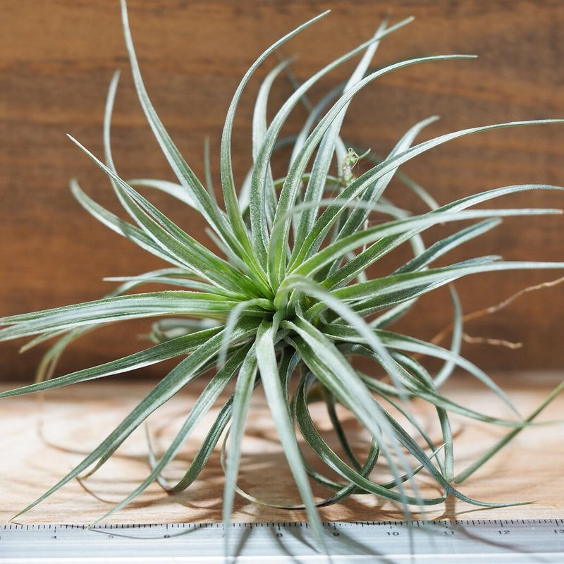 チランジア ストリクタ スティッフパープル T Stricta Stiff Purpl