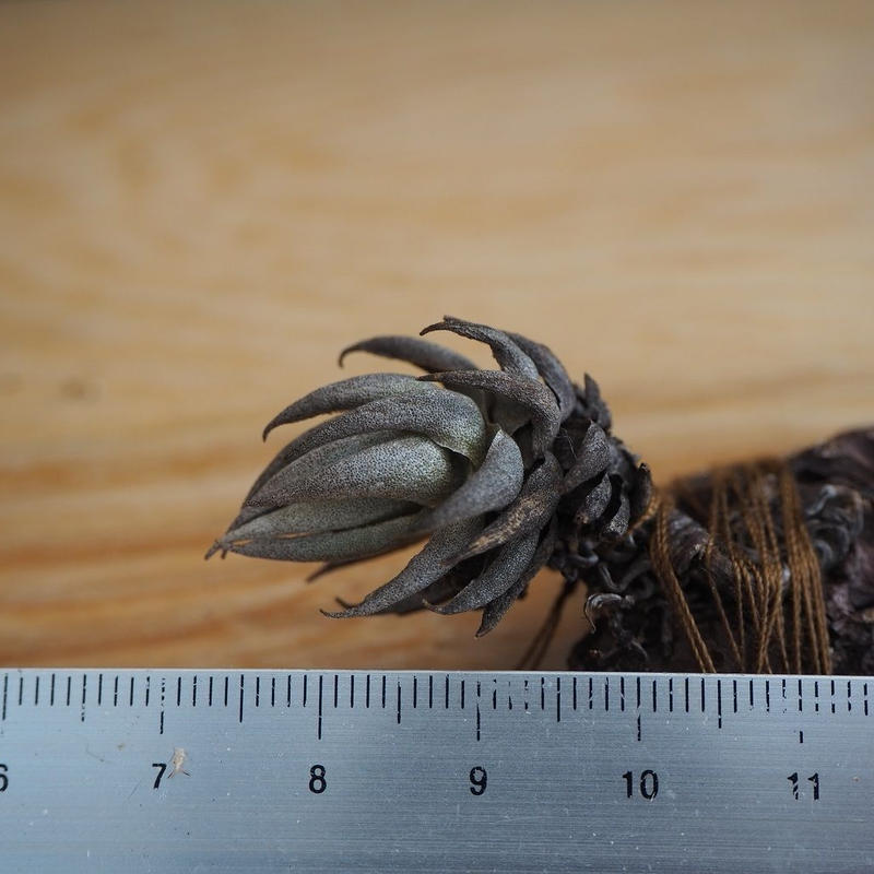 山木・ティランジア レクリナータ Tillandsia reclinata ・エア