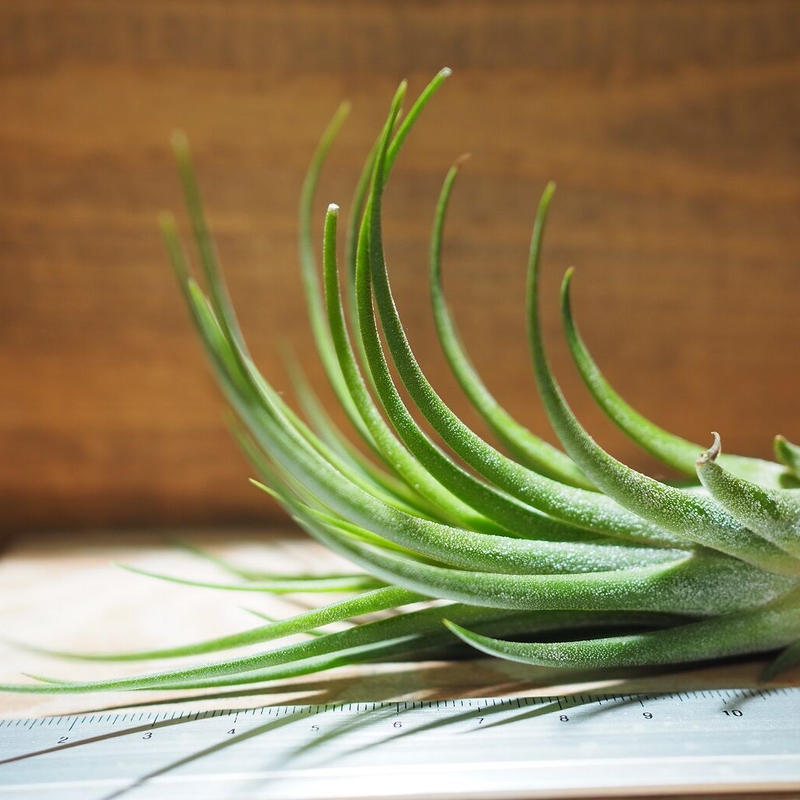 チランジア イオナンタ プルイノーサ T Ionantha T Pruinosa