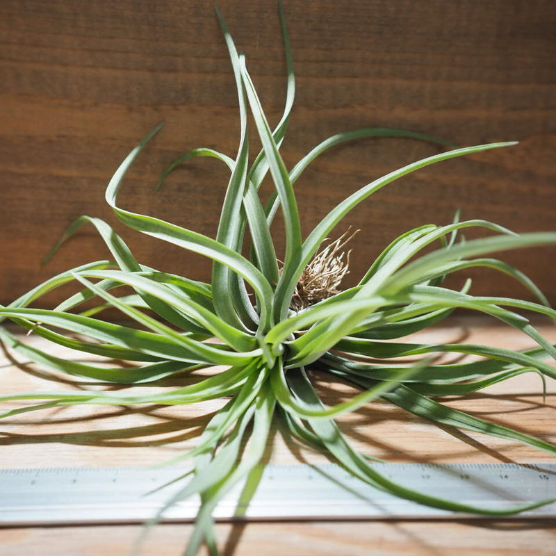 チランジア ベルティナ T Velutina A01 May12 常葉植物園 T