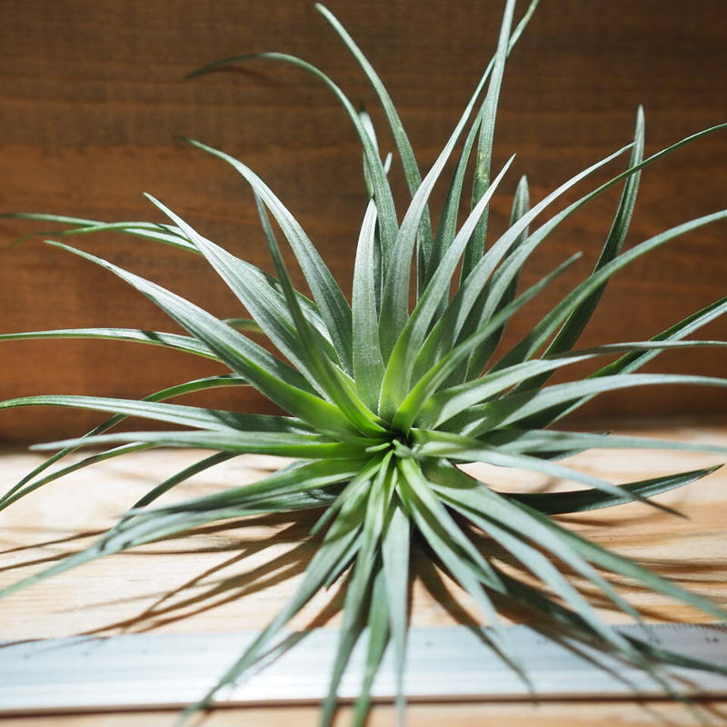 チランジア ストリクタ ブラックビューティ T Stricta Black Beaut