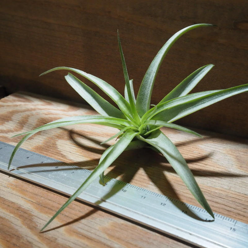 チランジア ブラキカウロス グリーン M T Brachycaulos Green