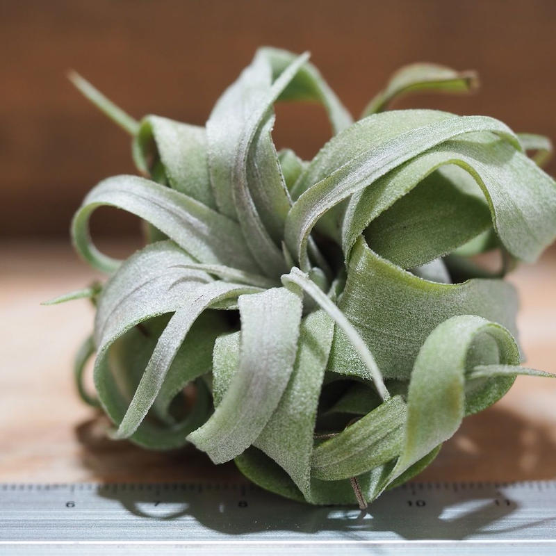 チランジア ストレプトフィラ Mini T Streptophylla A01 Au