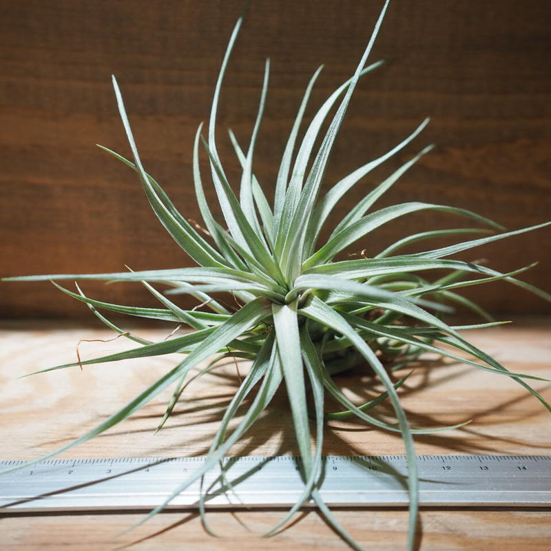 チランジア アエラントス パープルジャイアント T Aeranthos Purple