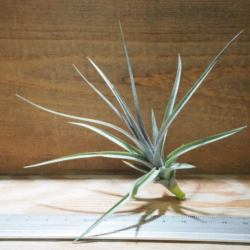 チランジア アエラントス ザ パープル T Aeranthos The Purple