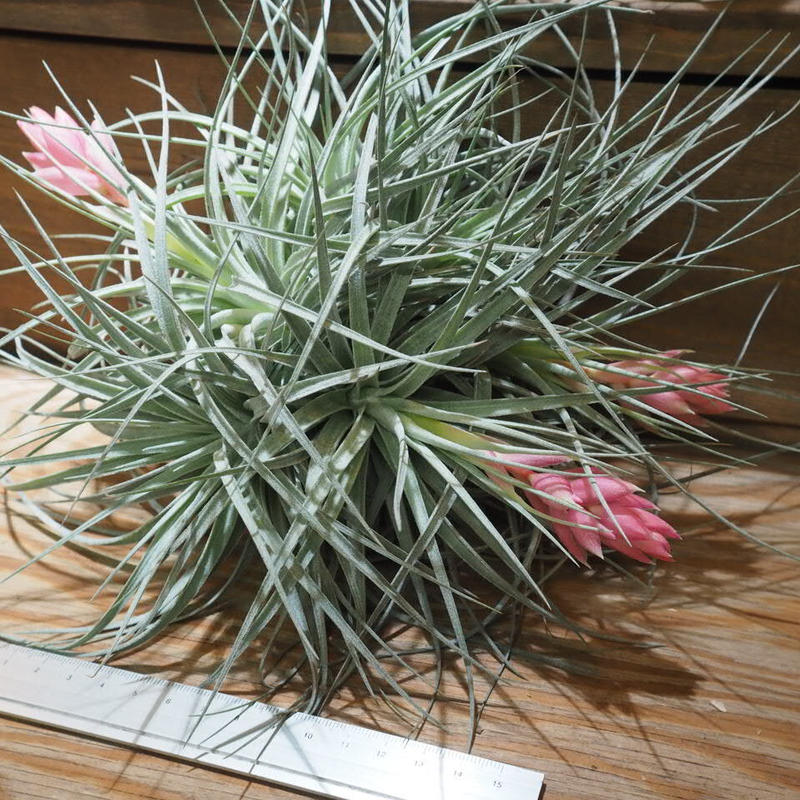 チランジア コットンキャンディ Xl Cl T Cotton Candy Xx0