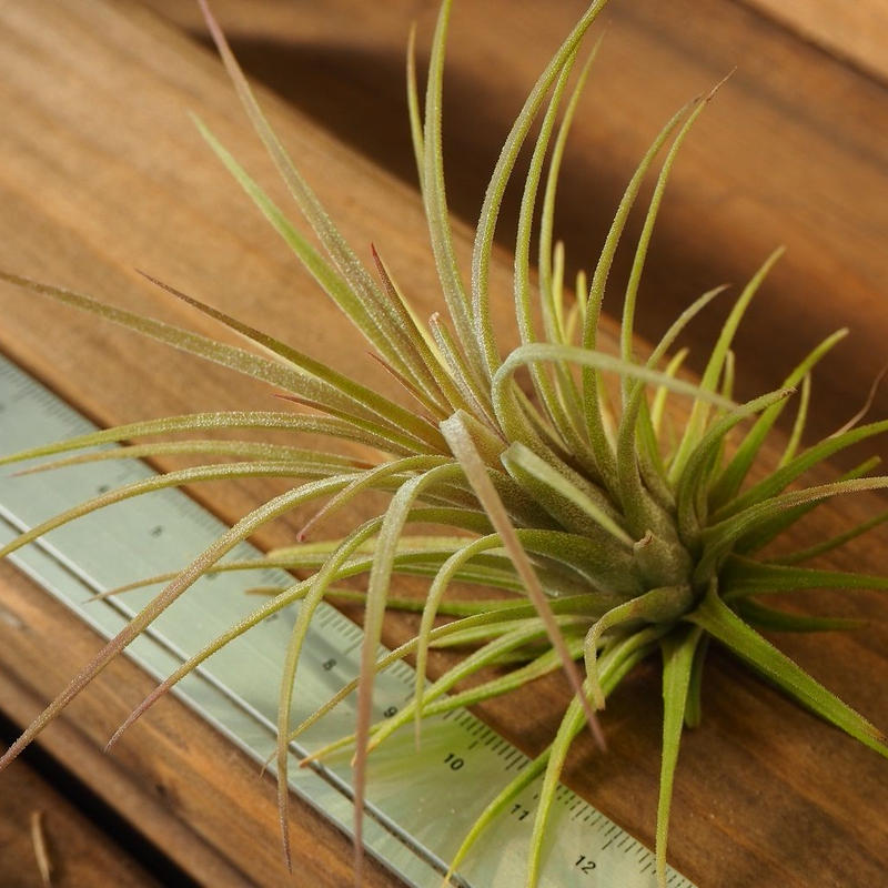 正規逆輸入品】 チランジア パチャラ プレデター abubakarbukolasaraki.com