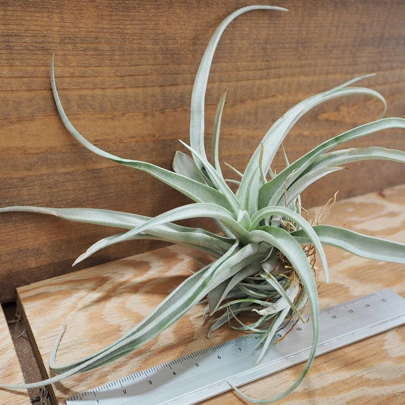 チランジア カピタータ モーブ ｌ T Capitata Mauve A01 A