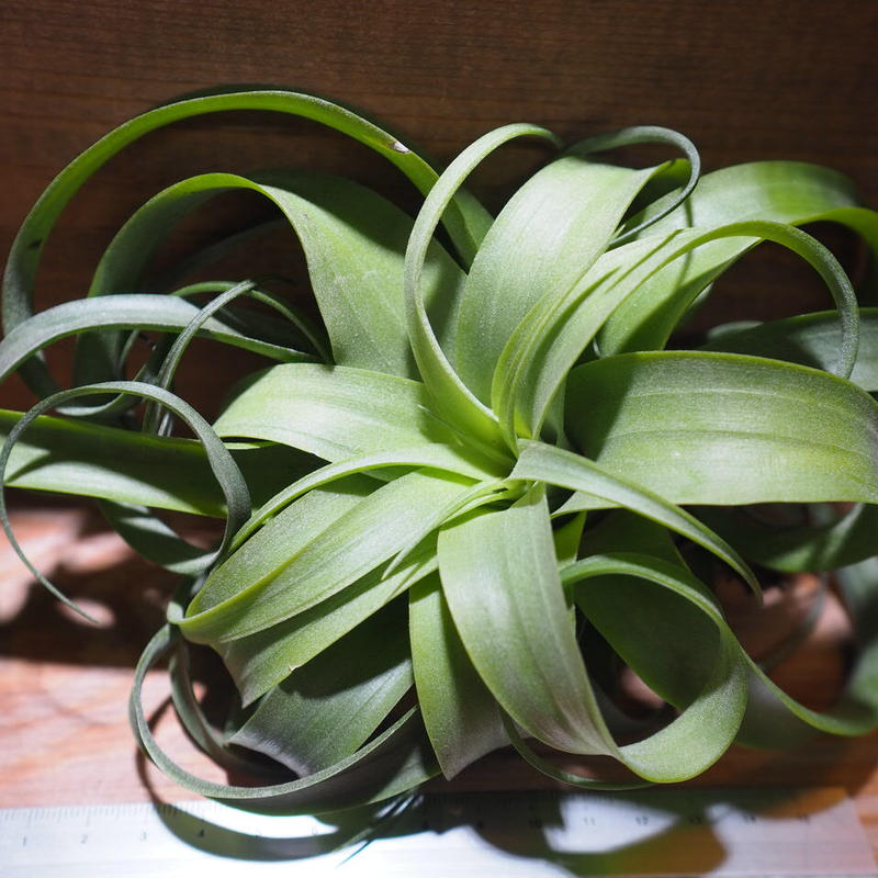 高品質 低価格 キセログラフィカ 交配種 ストレプトフィラ チランジア エアープランツ Xerographica Streptophylla ティランジア 観葉植物 Www Abtrs Com