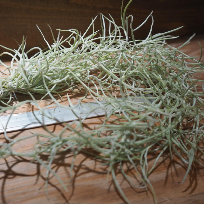 チランジア / ウスネオイデス 太葉 (T.usneoides) *A01/Jun22-01 ... チランジア / ウスネオイデス 太葉 (T.usneoides) *A01/Jun22-01 ...