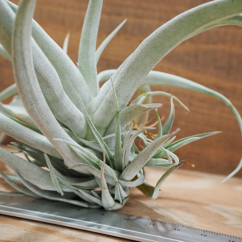 チランジア カピタータ モーブ ｌ T Capitata Mauve A01 A