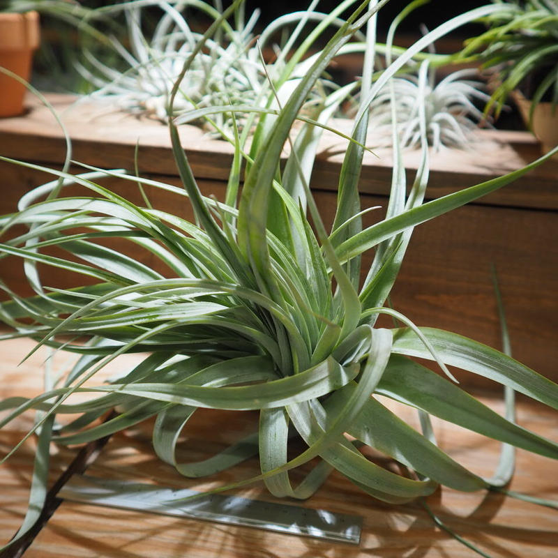 チランジア キセログラフィカ カピタータ クレステッド T Xerographica