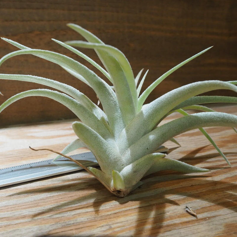 チランジア ハリシー L T Harrisii Cd01 Feb05 常葉植物園