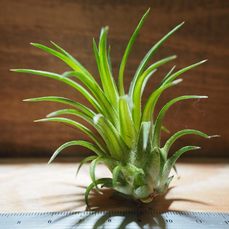 チランジア イオナンタ ヴァリエガータ T Ionantha Variegata