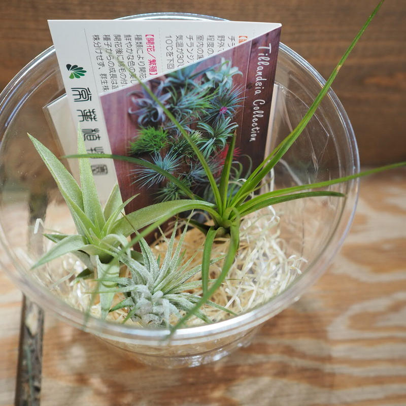 チランジア 入門3点セット Aタイプ Tillandsia A Type 常葉植物