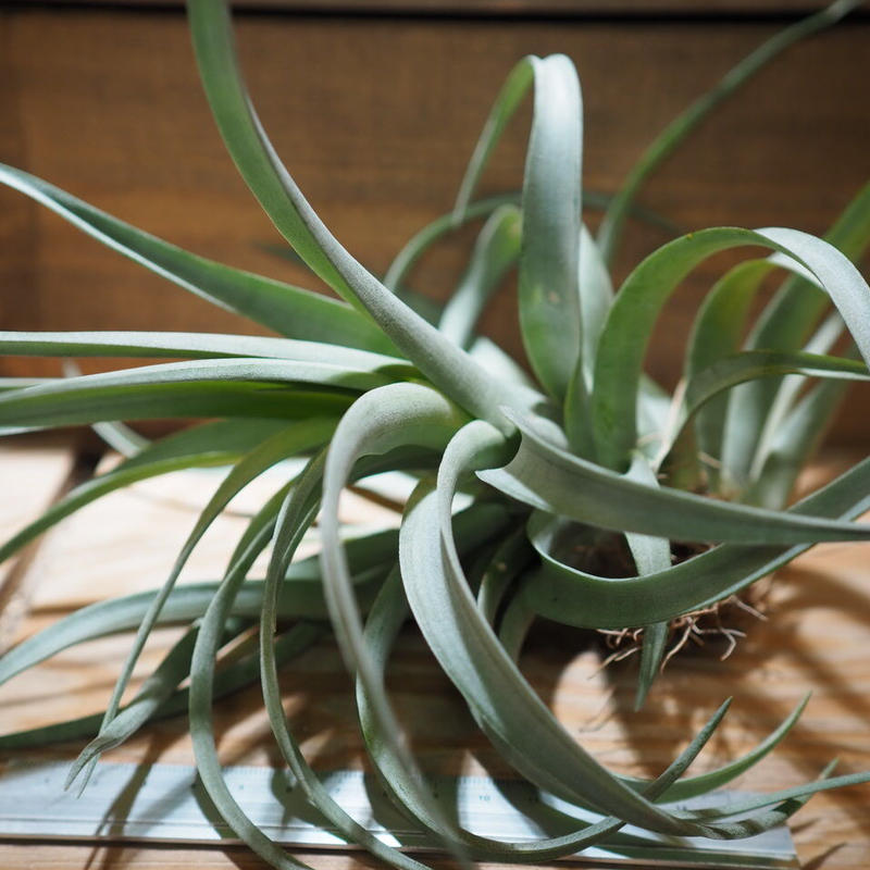 チランジア カピタータ イエロー T Capitata Yellow A01 A