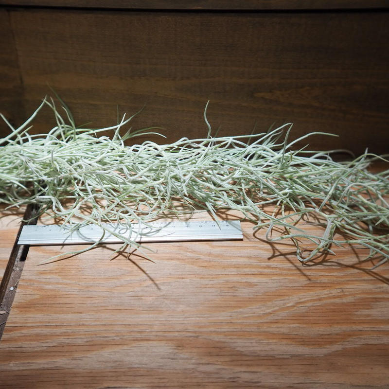 チランジア ウスネオイデス 太葉 T Usneoides A01 Apr25 01