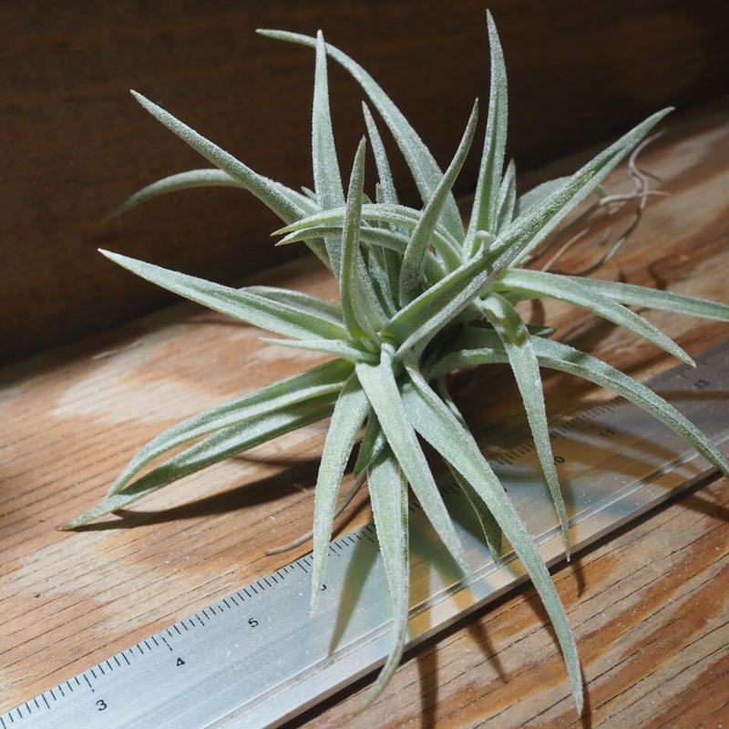 2円 営業 観葉植物 エアープランツ ティランジア カウレッセンス ｓサイズ １株